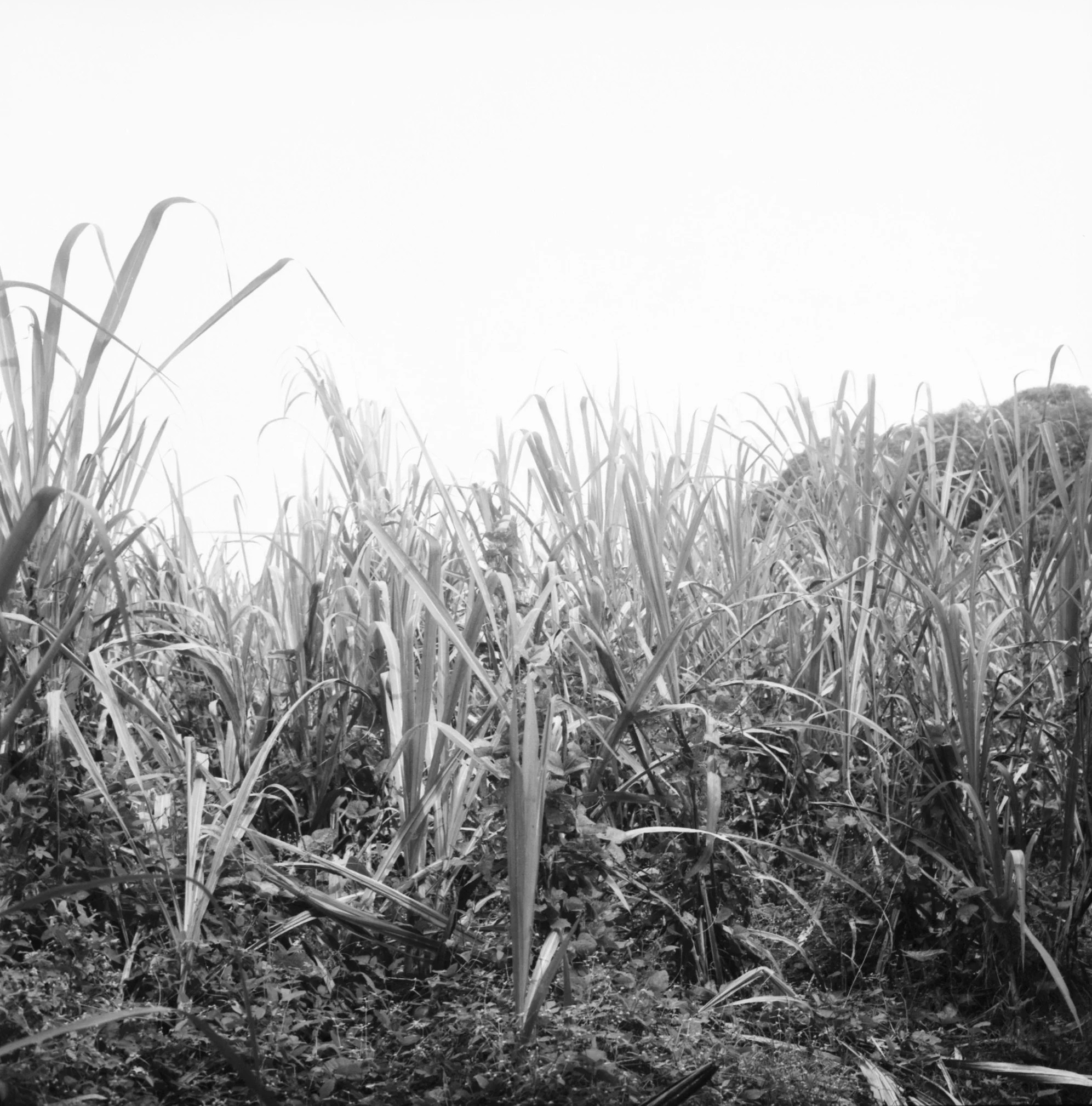 Maharlika, Philippines — image 73